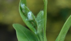 Psylla buxi