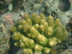 Acropora gemmifera