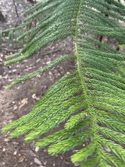 Araucaria columnaris