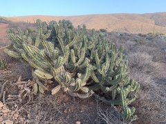 Myrtillocactus cochal