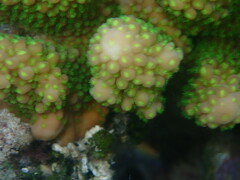 Acropora gemmifera