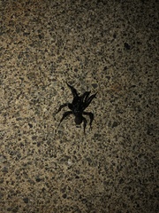 Antrodiaetus pacificus