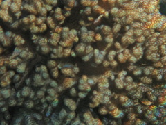 Cladiella