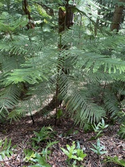 Araucaria columnaris