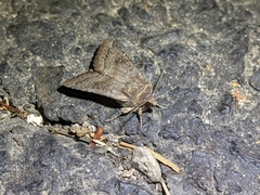 Noctuinae