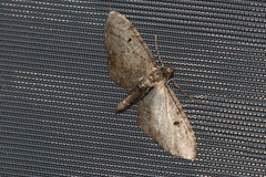Eupithecia