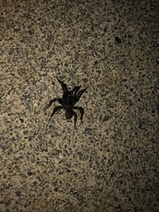 Antrodiaetus pacificus