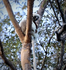 Propithecus coquereli