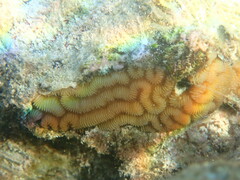Leptoria phrygia