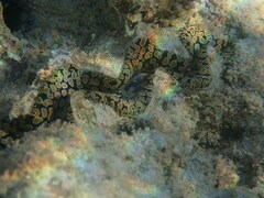 Tridacna noae
