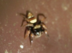 Ptocasius strupifer