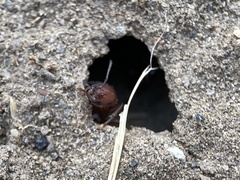 Pogonomyrmex salinus