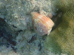 Conus miliaris