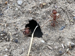 Pogonomyrmex salinus