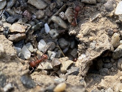 Pogonomyrmex salinus