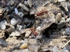 Pogonomyrmex salinus