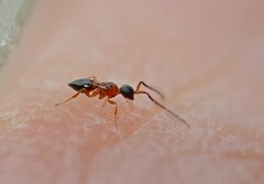 Ceraphronoidea