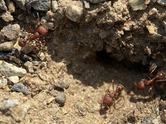Pogonomyrmex salinus