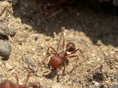 Pogonomyrmex salinus
