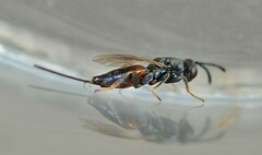 Cryptopristus caliginosus