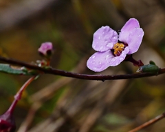 Euryomyrtus ramosissima