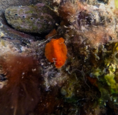 Discodoris paroa