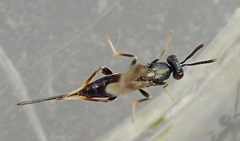 Cryptopristus caliginosus