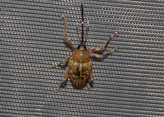Curculio glandium
