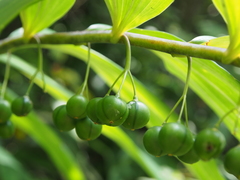 Polygonatum macranthum