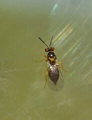 Eulophidae