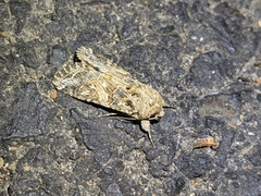 Spodoptera praefica