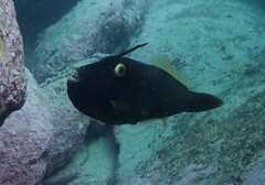 Eubalichthys bucephalus