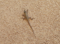 Anolis conspersus
