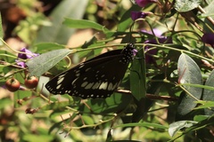 Euploea core corinna