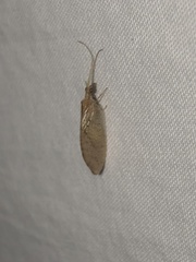 Hemerobius
