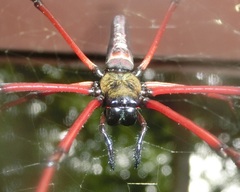 Nephila pilipes