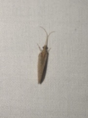 Hemerobius