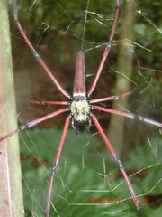 Nephila pilipes