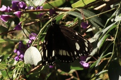 Euploea core corinna