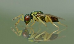 Mesopolobus