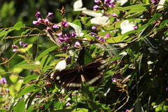 Euploea core corinna