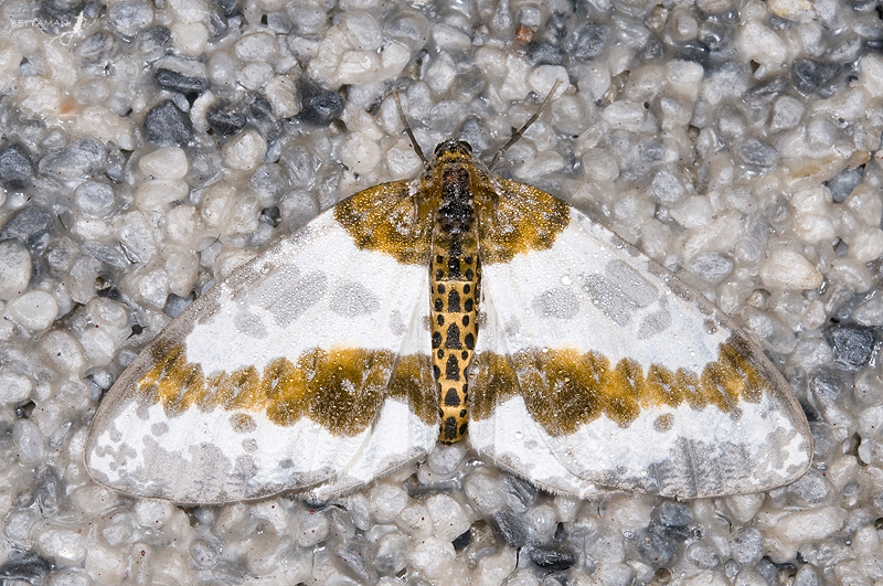 Abraxas taiwanensis