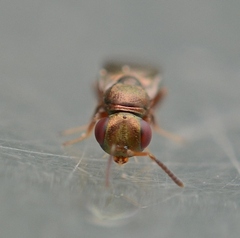 Pteromalidae