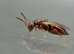 Pteromalidae