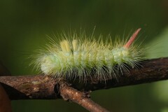 Calliteara pudibunda