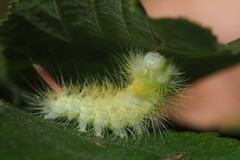 Calliteara pudibunda