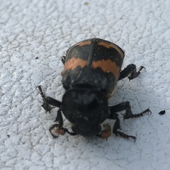 Nicrophorus
