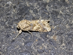 Spodoptera praefica