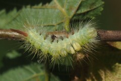 Calliteara pudibunda