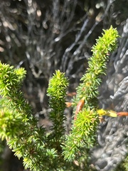 Erica coccinea